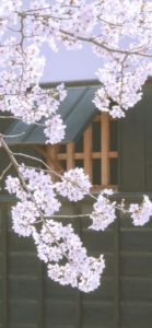 日本家屋と桜1