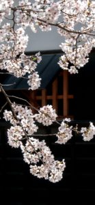 日本家屋と桜2