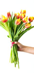 オレンジのチューリップ1