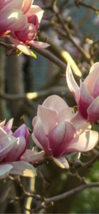 ピンクのもくれん2