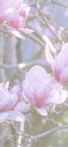 ピンクのモクレン1