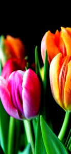 ピンクとオレンジのチューリップ2