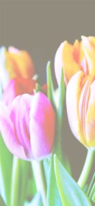 ピンクとオレンジのチューリップ1