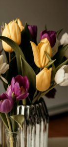 黄色と紫のチューリップ1