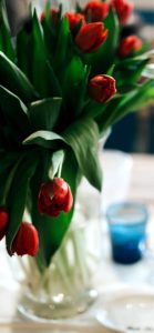 赤いチューリップ1