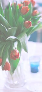 赤いチューリップ2