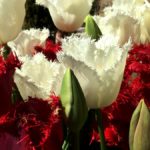 iPhone8・7・6・6S・SEロック画面等花の無料壁紙・待受けを配信中