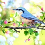 iPhoneロック画面等の春の無料壁紙・待ち受けが取り放題