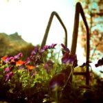 iPad10.2インチのシンプルでおしゃれな春の無料壁紙・待ち受け