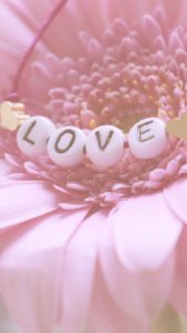 ピンクのガーベラ2