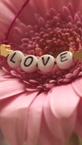 ピンクのガーベラ1