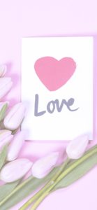 ピンクのチューリップ1