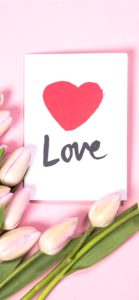 ピンクのチューリップ1