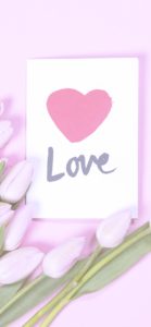 ピンクのチューリップ2