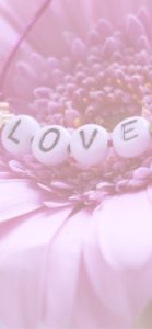 ピンクのガーベラ2