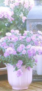 紫の花の鉢植え2