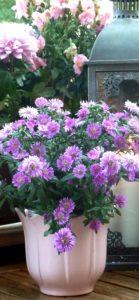 紫の花の鉢植え1