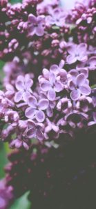 ダークな紫の花2