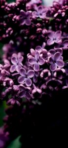 ダークな紫の花1