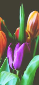 紫色のチューリップ2