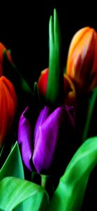 紫色のチューリップ1