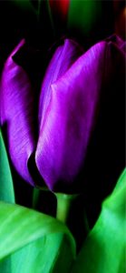 紫のチューリップ3