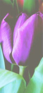 紫のチューリップ4