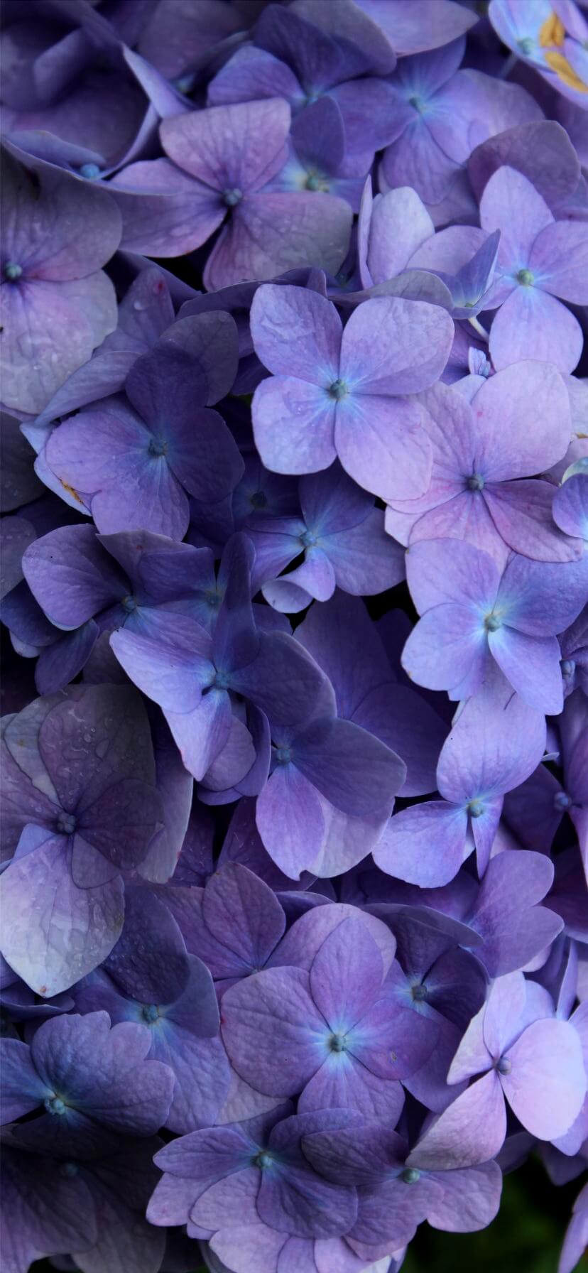 すべての美しい花の画像 無料ダウンロード紫 壁紙 Iphone11