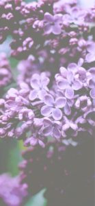 紫色の花2