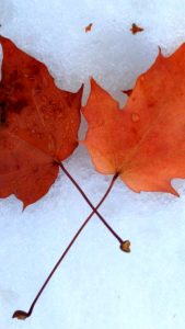 雪と落葉1