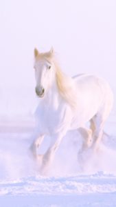 雪の中の白い馬2