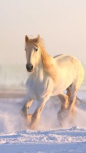 雪の中の白い馬1