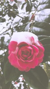 雪が積もったバラ2
