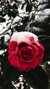 雪が積もったバラ1