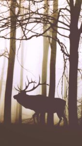 森とトナカイ2