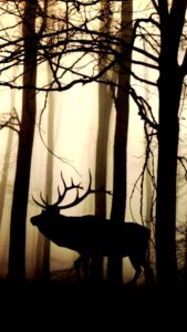 森とトナカイ1