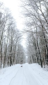 雪の森と犬1
