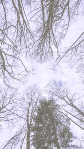 冬の木と空2