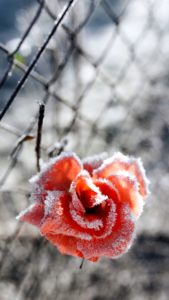 凍ったバラ1