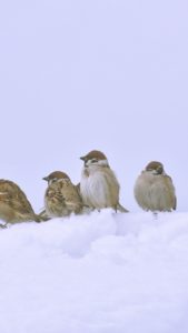 雪の中のすずめ2