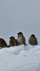 雪の中のすずめ1