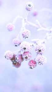 雪の中の植物2