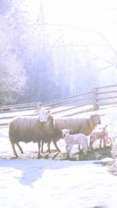 雪の中のひつじ2