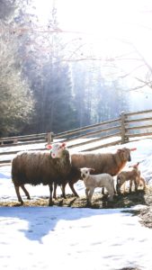 雪の中のひつじ1