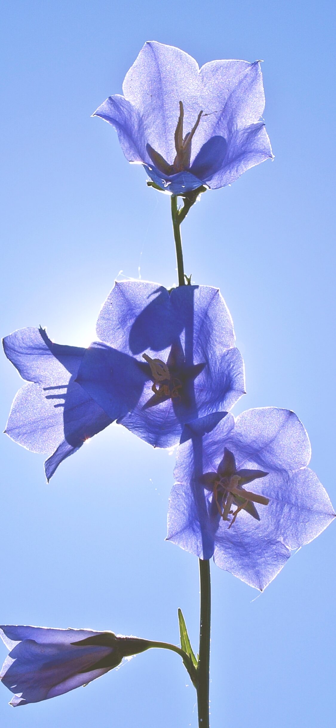 1000以上 花 壁紙 おしゃれ 青 さよがた壁