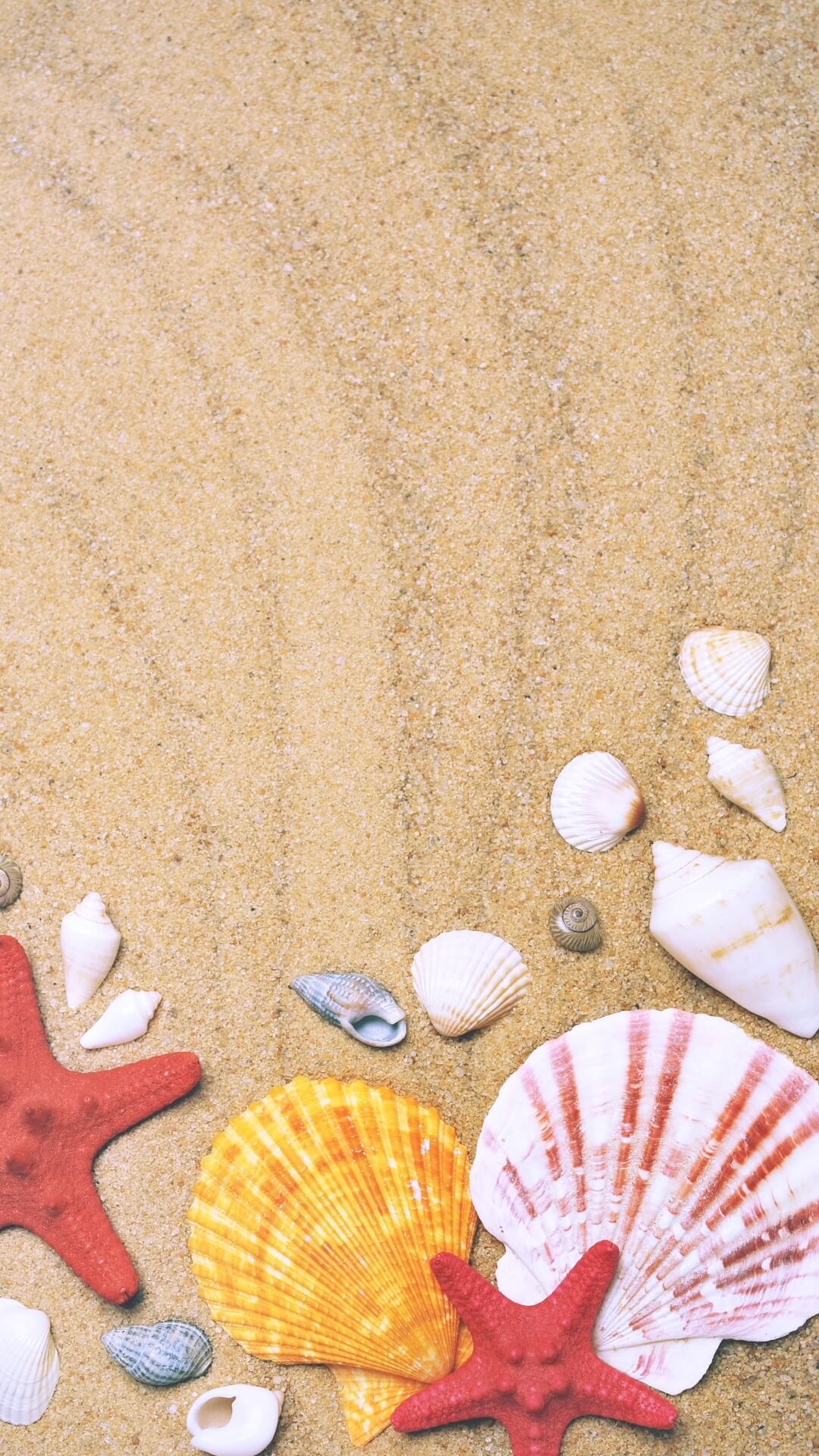 最も選択された 貝殻 壁紙 かわいい 貝殻 壁紙