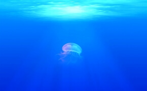 夏の海のくらげ