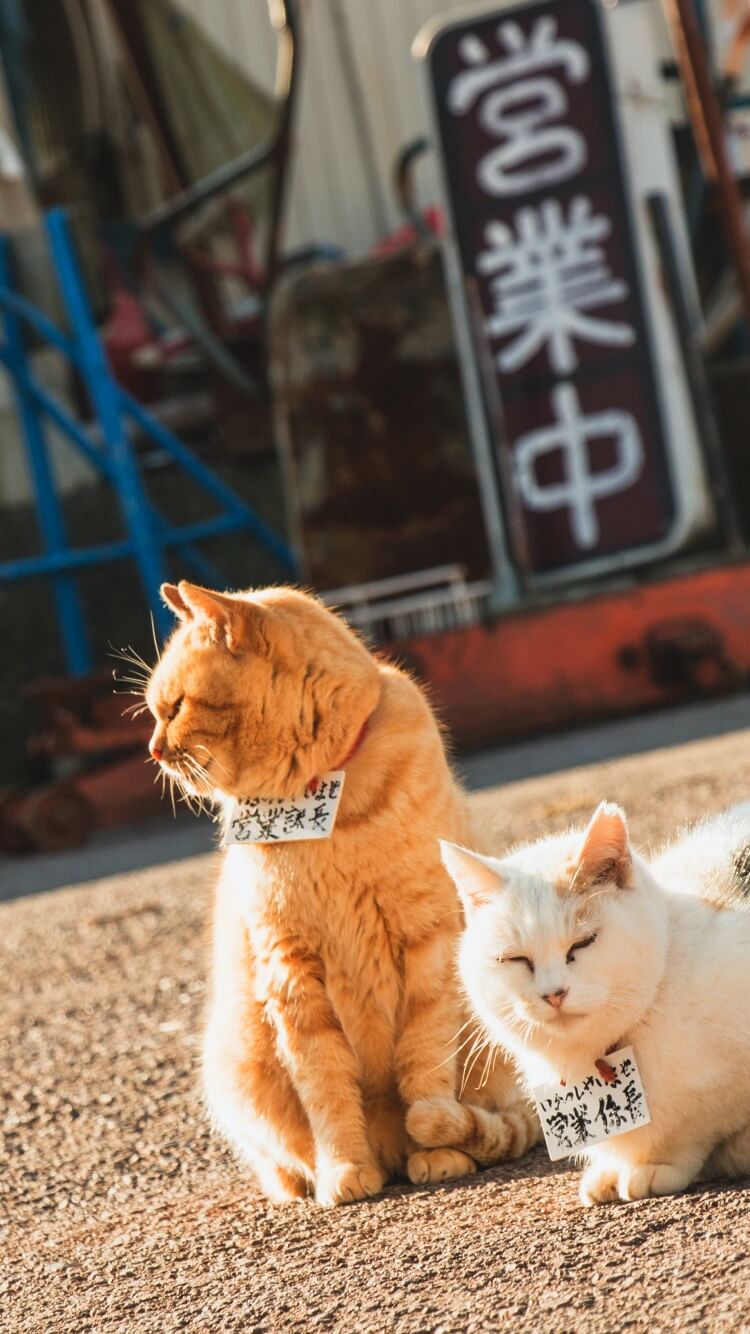 無料ダウンロード かっこいい 猫 壁紙 おしゃれ