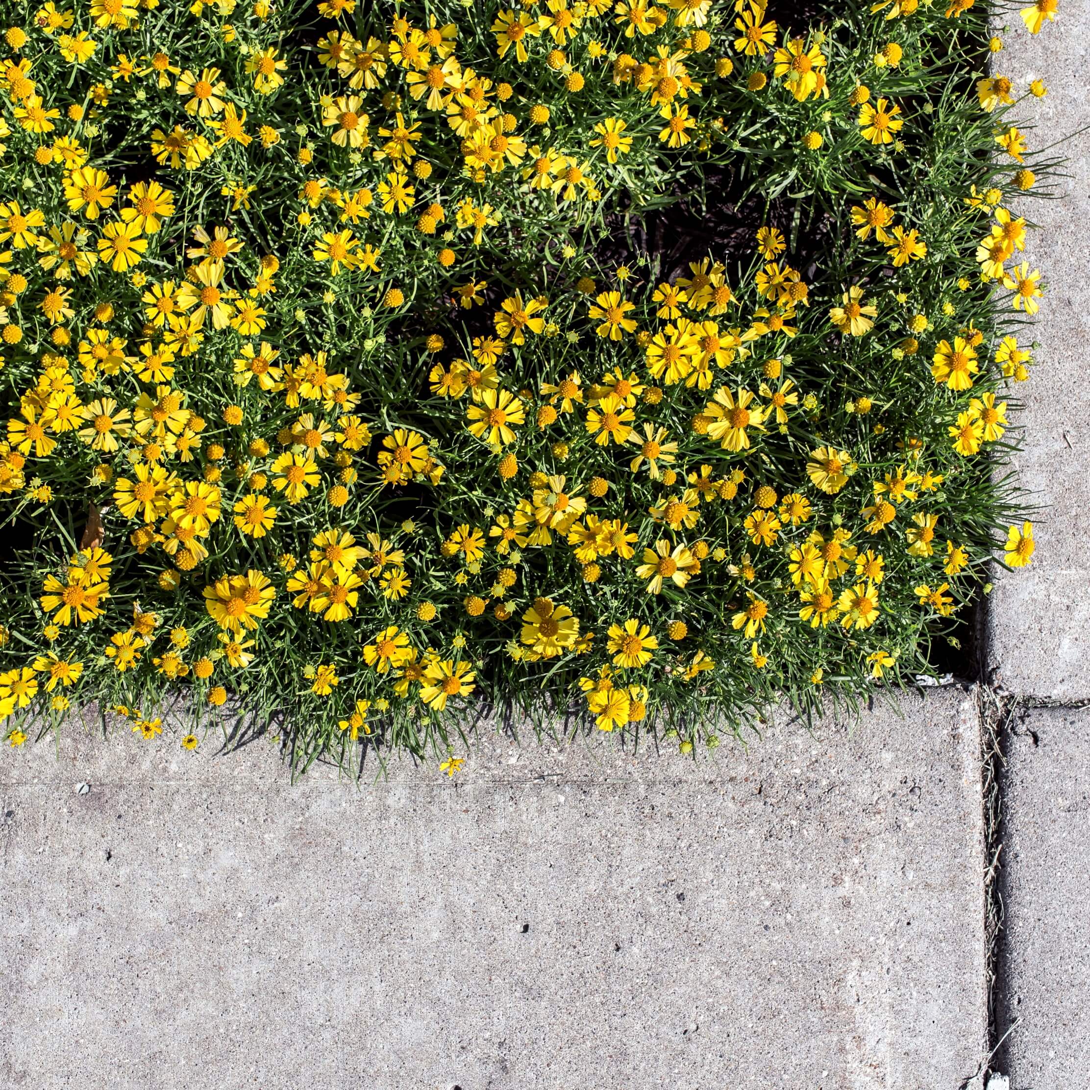 塀の上の黄色い花
