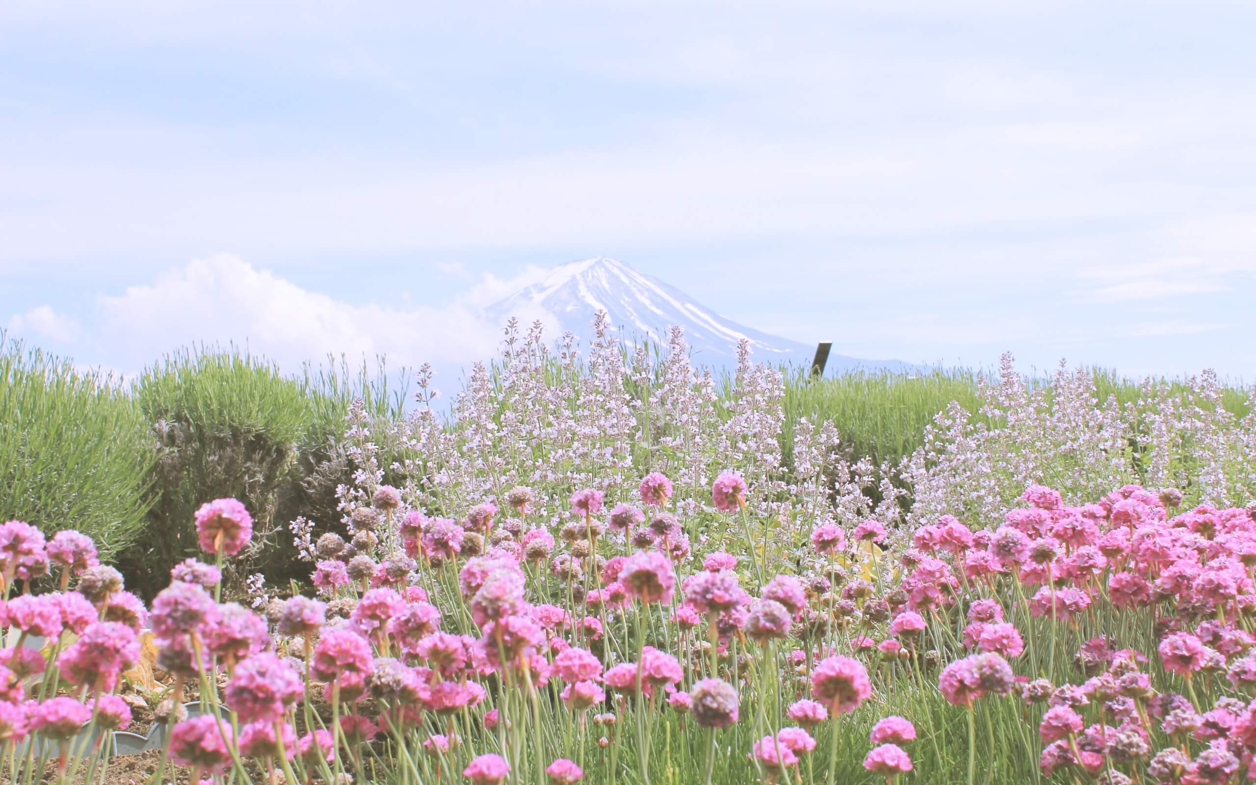 春の富士山と花2